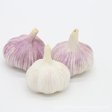 fresh garlic for sale